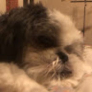 Meet your Posher, Allison yanguin